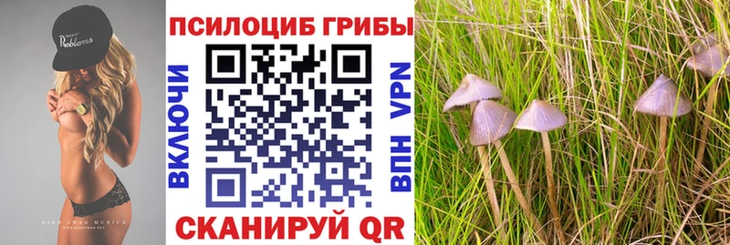 blacksprut как зайти  Волгоград  Псилоцибиновые грибы Psilocybine cubensis 